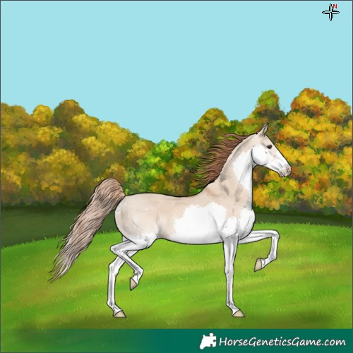 Horse Color:Red Dun Splash 
