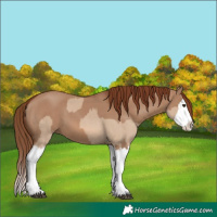 Horse Color:Red Dun Splash  and Red Dun Splash 