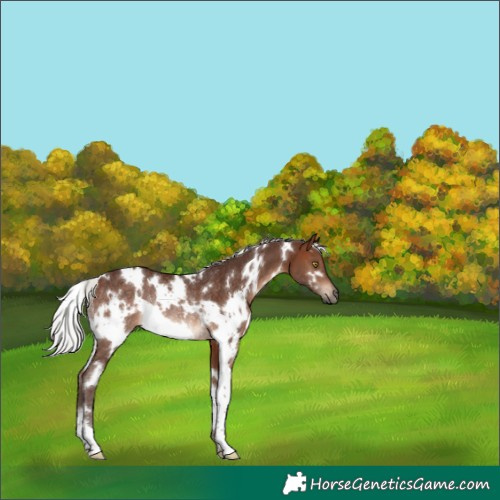Horse Color:White Spotted Silver Brown Rabicano 