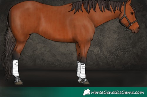 Horse Color:Bay Sabino Rabicano and Bay Sabino Rabicano