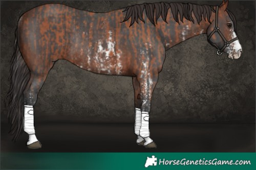 Horse Color:Bay Sabino Rabicano and Bay Sabino Rabicano