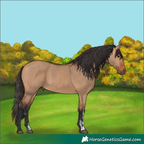 Horse Color:Bay Dun Sabino Rabicano