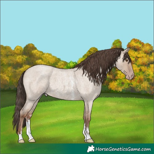 Horse Color:Classic Champagne Roan Dun Sabino Rabicano 