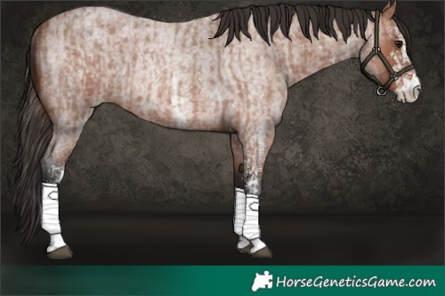 Horse Color:Bay Roan Sabino Rabicano  and Bay Roan Sabino Rabicano 