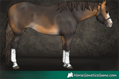 Horse Color:Buckskin 