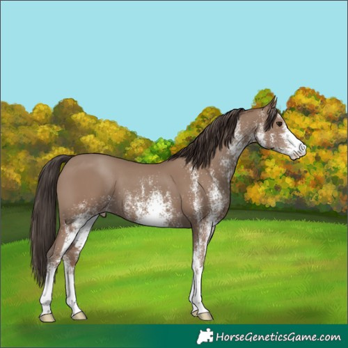 Horse Color:White Spotted Classic Champagne