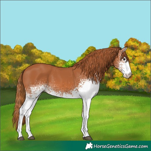 Horse Color:White Spotted Chestnut 