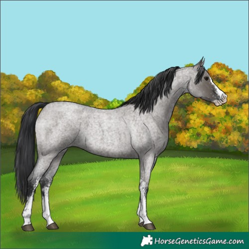 Horse Color:White Spotted Grullo Roan Splash