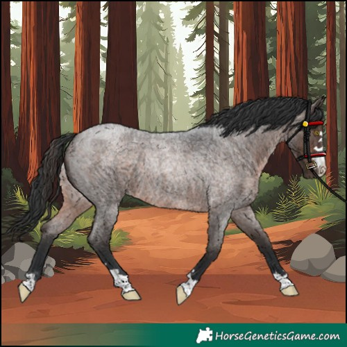 Horse Color:Brown Roan Rabicano 