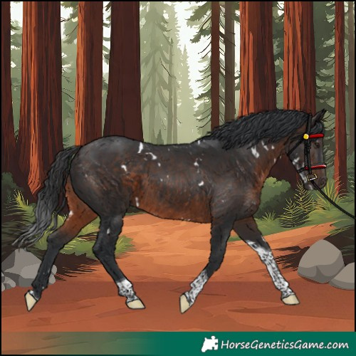 Horse Color:White Spotted Brown Tobiano Rabicano