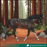 Horse Color:White Spotted Brown Tobiano Rabicano