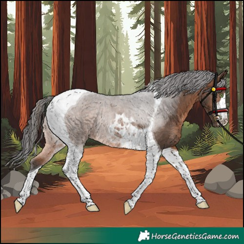 Horse Color:Brown Tobiano Rabicano