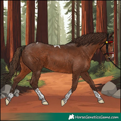 Horse Color:Liver Chestnut Tobiano