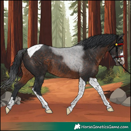 Horse Color:Brown Tobiano Rabicano
