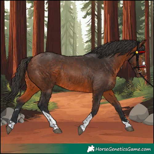 Horse Color:Bay Tobiano Rabicano