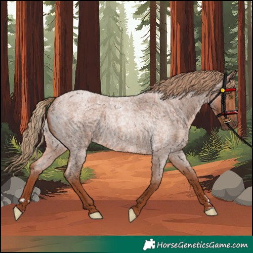Horse Color:Red Roan Rabicano