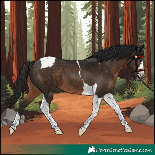 Horse Color:Gray Brown Tobiano 