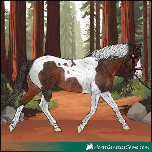 Horse Color:Brown Tobiano Rabicano