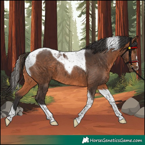 Horse Color:Bay Tobiano Rabicano 