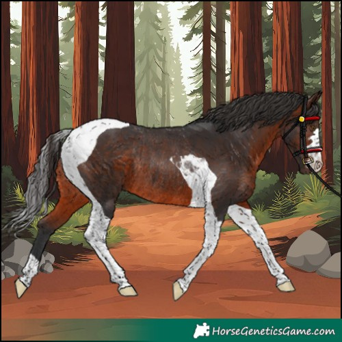 Horse Color:Brown Tobiano Rabicano