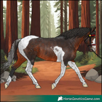 Horse Color:Brown Tobiano Rabicano 