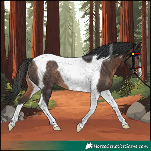 Horse Color:Brown Tobiano Rabicano 