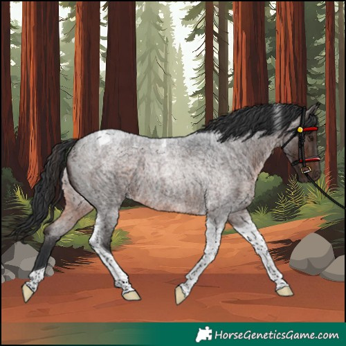 Horse Color:Brown Roan Tobiano Rabicano 