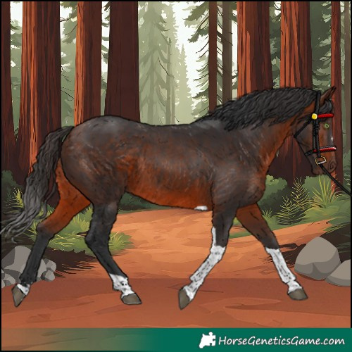 Horse Color:Bay Tobiano Rabicano