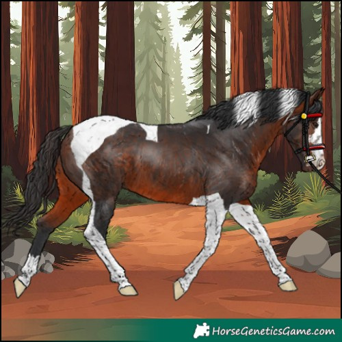 Horse Color:Bay Tobiano