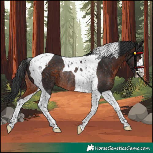 Horse Color:Brown Tobiano Rabicano