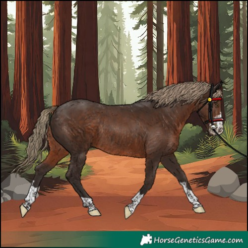 Horse Color:Liver Chestnut Rabicano