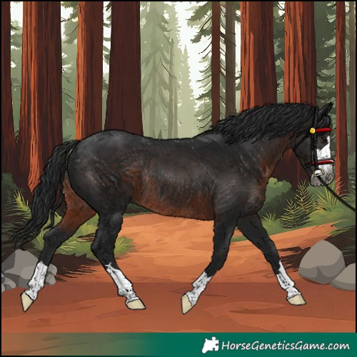 Horse Color:Gray Brown Rabicano 