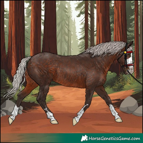Horse Color:Silver Brown Rabicano