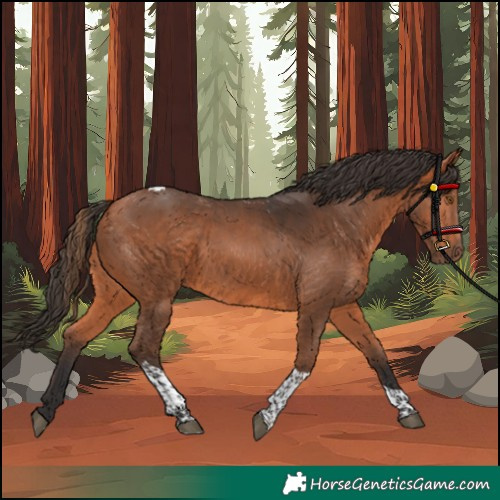 Horse Color:Bay Tobiano Rabicano