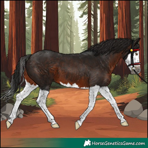 Horse Color:Gray Bay Splash