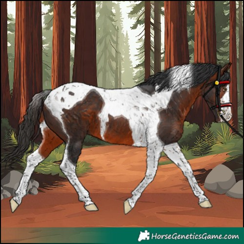 Horse Color:Bay Tobiano 