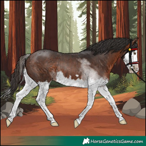 Horse Color:Bay Splash Rabicano 