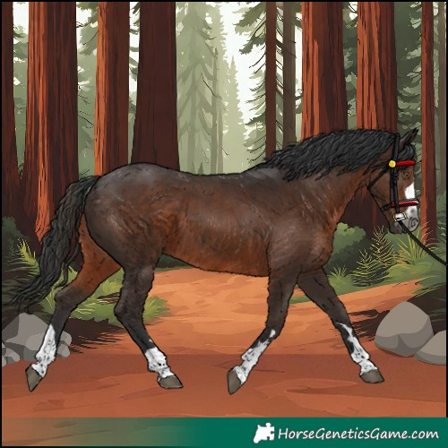 Horse Color:Gray Liver Chestnut Rabicano