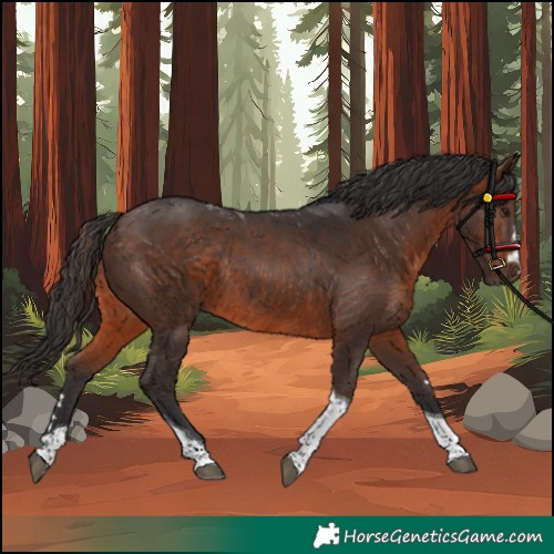 Horse Color:Brown Tobiano Rabicano 
