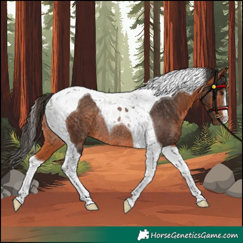 Horse Color:Bay Tobiano Rabicano 