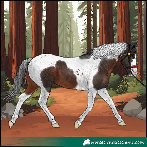 Horse Color:Brown Tobiano