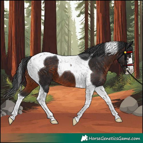 Horse Color:Brown Tobiano 