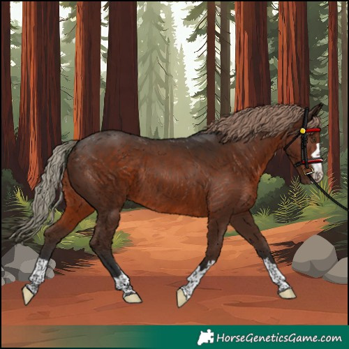 Horse Color:Liver Chestnut Rabicano