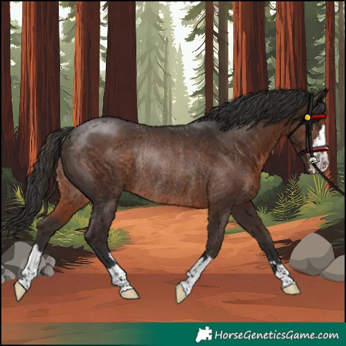 Horse Color:Liver Chestnut Rabicano 