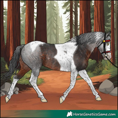 Horse Color:Brown Tobiano Rabicano 