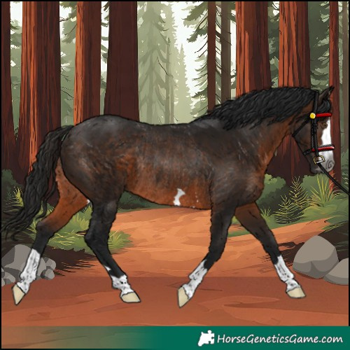 Horse Color:Gray Bay Rabicano 