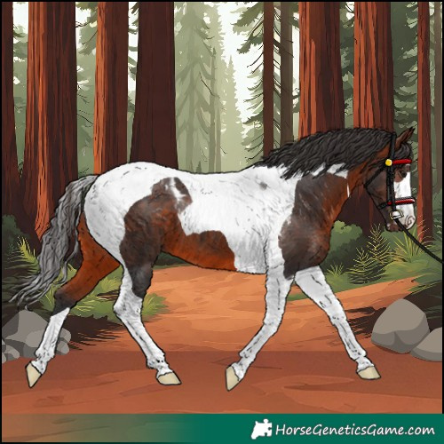 Horse Color:Bay Tobiano 