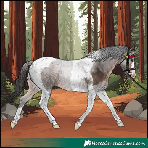 Horse Color:Brown Tobiano Rabicano