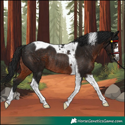 Horse Color:Gray Brown Tobiano Rabicano