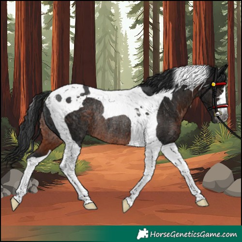 Horse Color:Gray Brown Tobiano Rabicano 